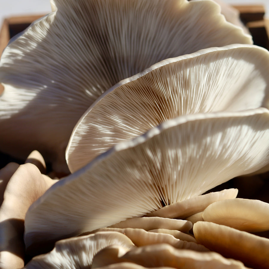 11 Health Benefits of Consuming Adaptogens Daily