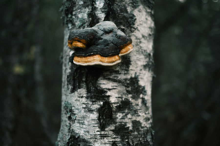 Research-Backed Health Benefits of Chaga Mushroom