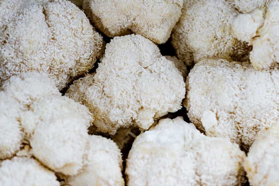 7 Health Benefits of Lion's Mane Mushroom