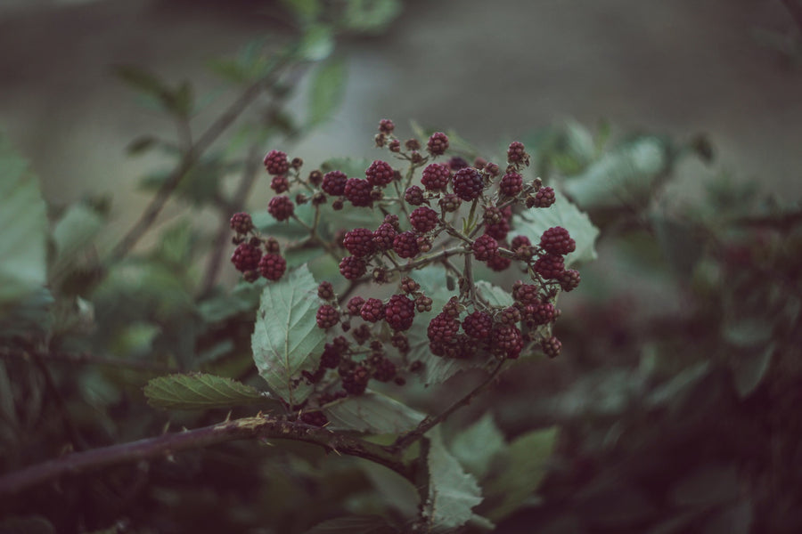10 Health Benefits of Maqui Berry