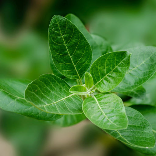 TUSOL Ingredients - Ashwagandha Benefits