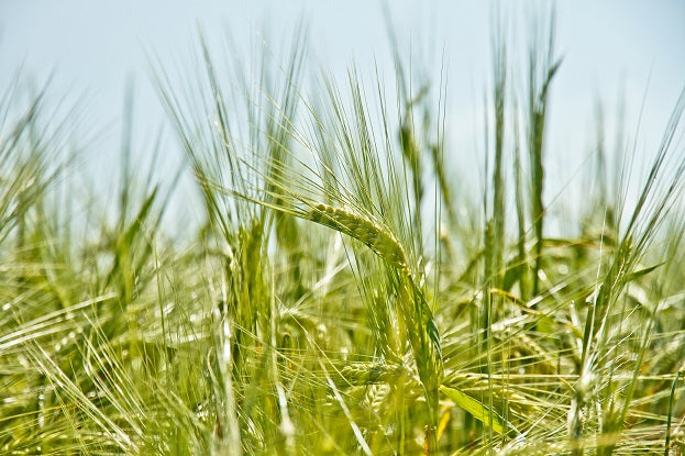 TUSOL Ingredients - Barley Grass Benefits