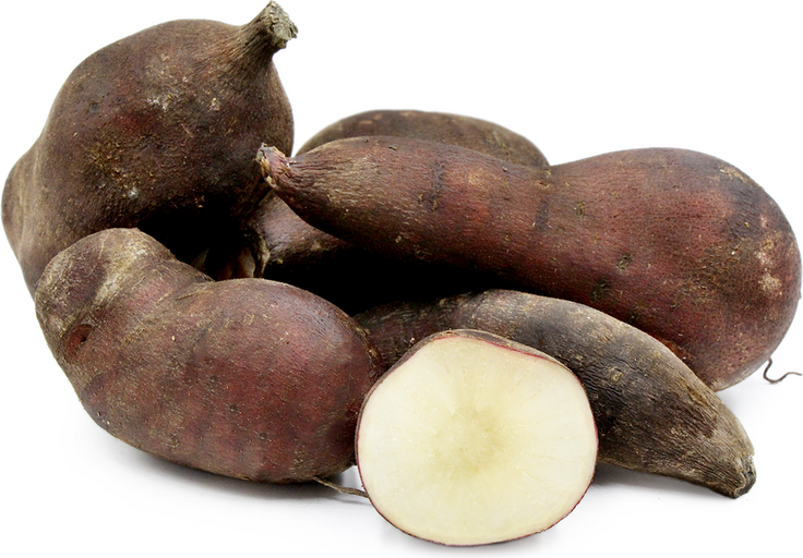 TUSOL Ingredients - Yacon Root Benefits