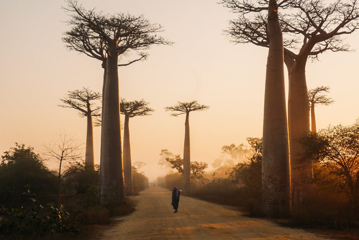 5 Health Benefits of Baobab Fruit