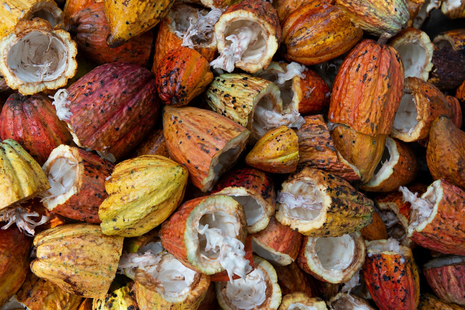 7 Health Benefits of Cacao