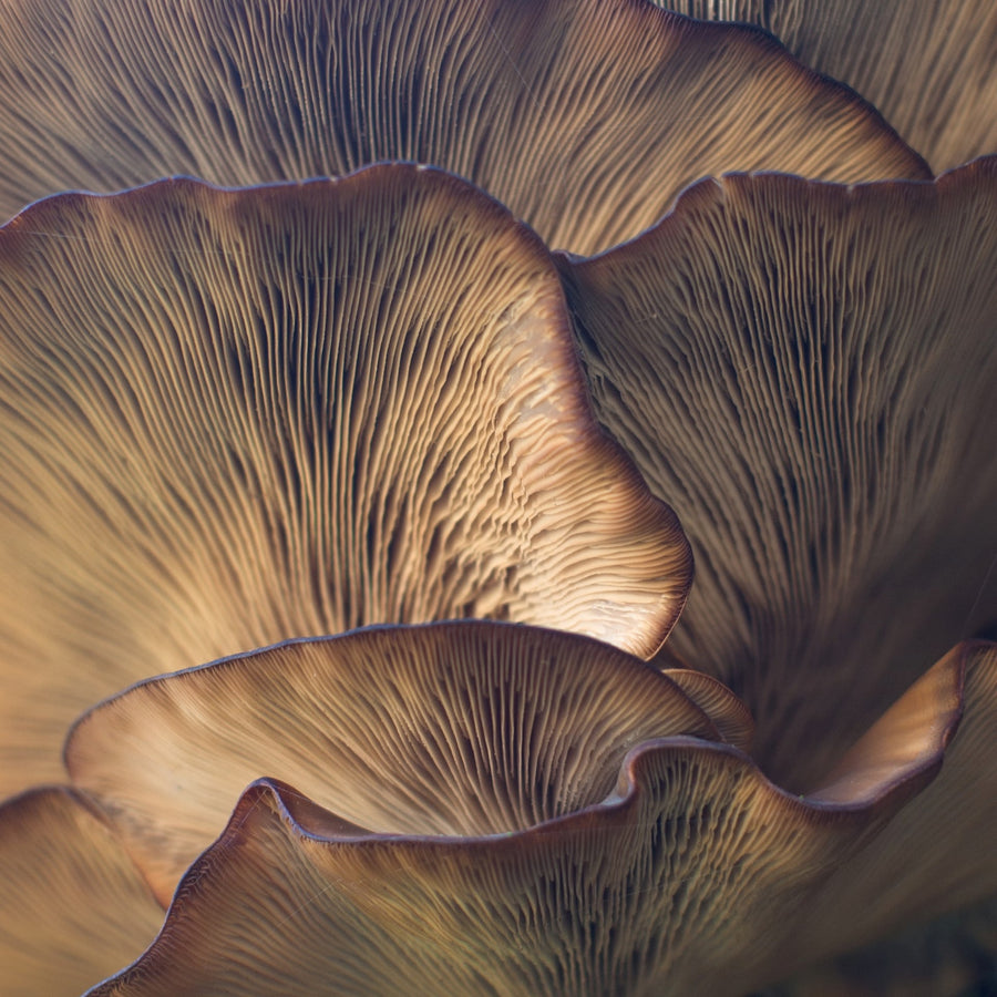 11 Benefits of Reishi Mushroom