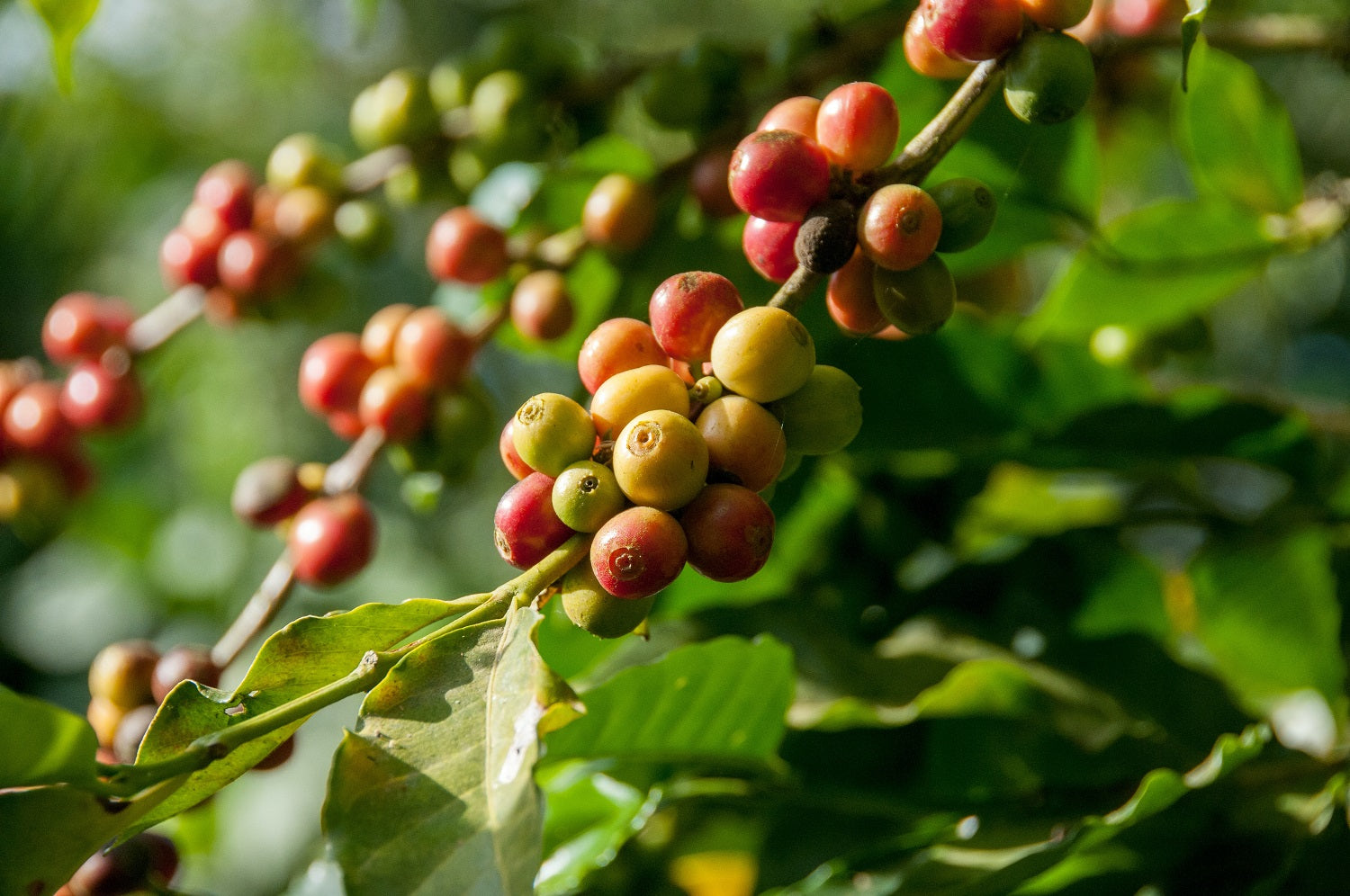 What Fair Trade Coffee Means and Why It Matters
