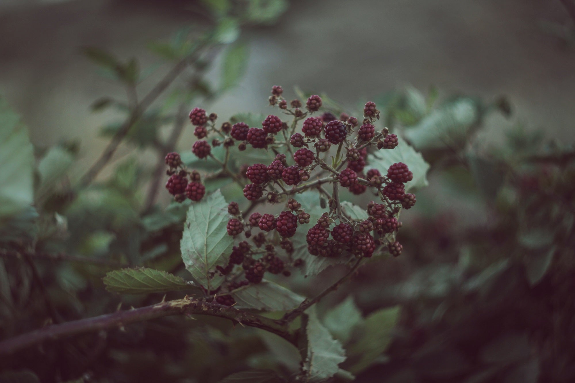 10 Health Benefits of Maqui Berry