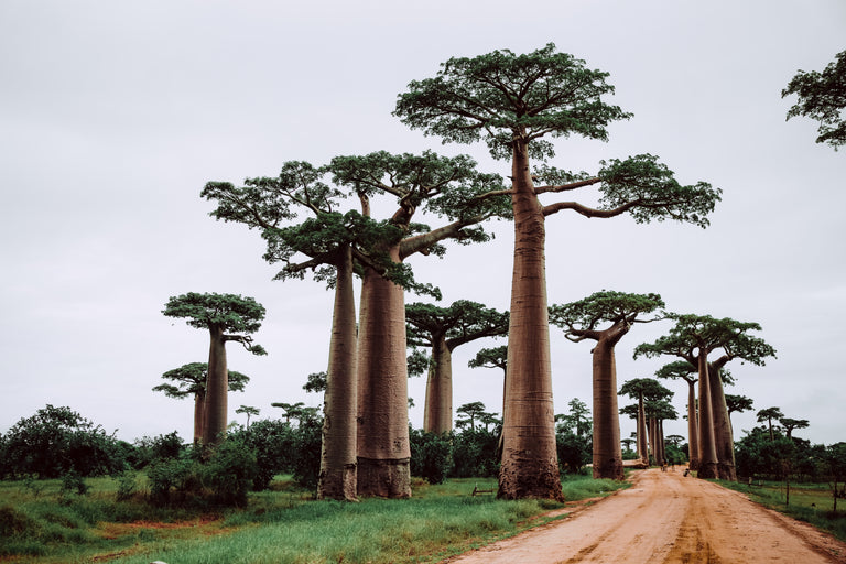 TUSOL Ingredients - Baobab Benefits