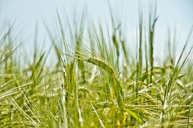 TUSOL Ingredients - Barley Grass Benefits