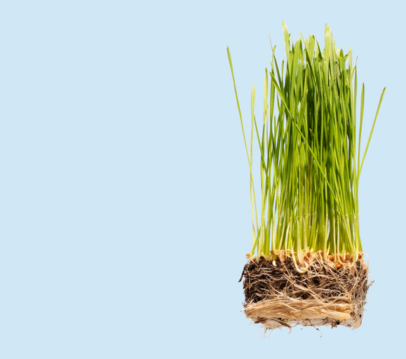 TUSOL Ingredients - Wheatgrass Benefits