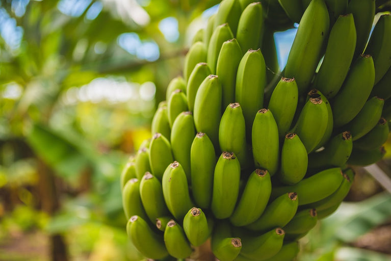 TUSOL Ingredients - Banana Benefits